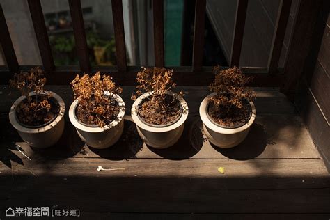 榕樹 招陰|【風水特輯】以為空氣好清新？家中擺錯植物恐招陰！…